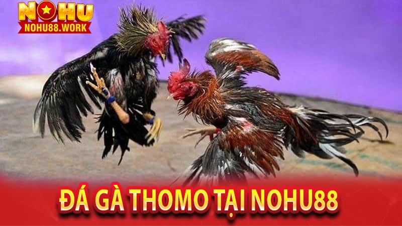 Các thể loại trò chơi đá gà Thomo tại Nohu88