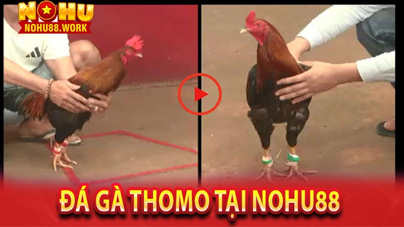 Đá gà thomo tại Nohu88