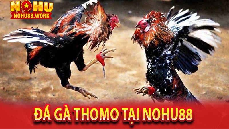 Sảnh cá cược đá gà thomo tại Nohu88 là gì?